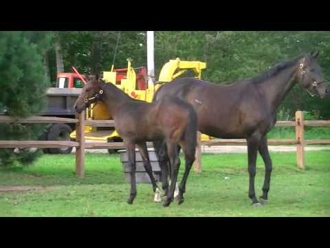 QuaterStern RF - Quaterback x SandroFe/Sandro Hit - For Sale-