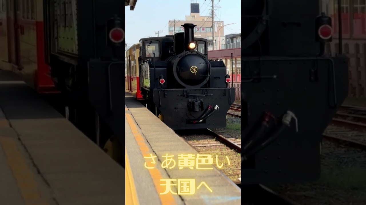 今週、黄色い天国へ。大人の週末旅｜菜の花トロッコ　#菜の花 #トロッコ列車 #小湊鐵道 #千葉観光 #お花見2026 #春の絶景 #大人の休日 #一人旅 #Vlog #Shorts #シネマティック