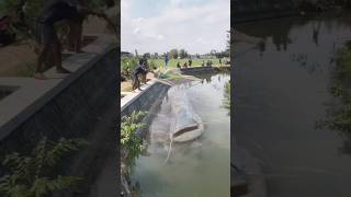 Download lagu BIKIN HEBOH! RAME-RAME KEPUNG IKAN LELE RAKSASA DI SUNGAI PINGGIR SAWAH #fishing #crazyfishing mp3