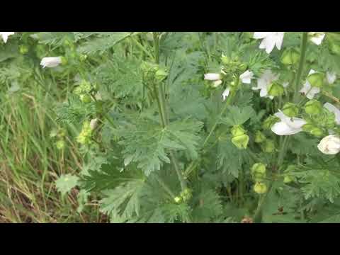 Reč struke ep. 231 27.12.2018. NAJAVA