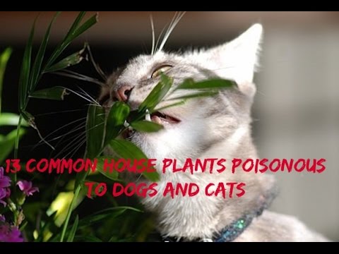 13 Common House Plants Poisonous to Dogs and Cats