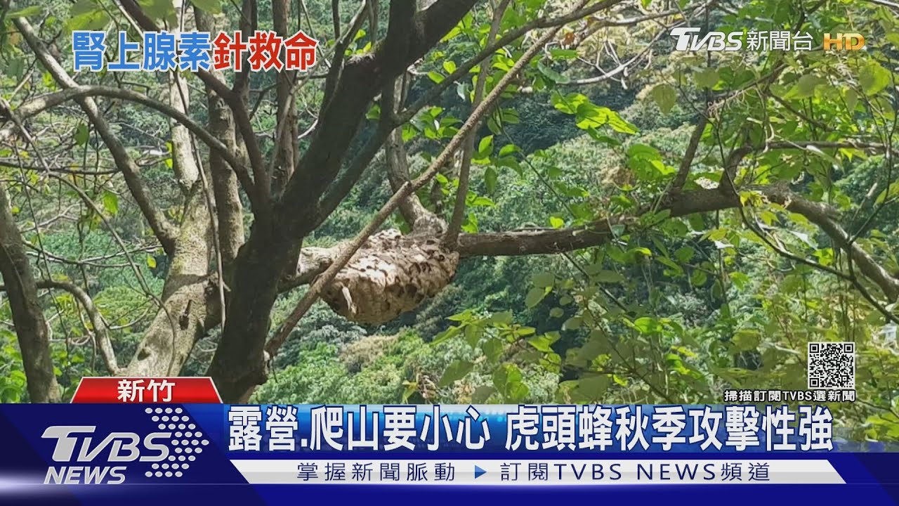 呼吸困難!男切樹木 遭上百隻虎頭蜂螫