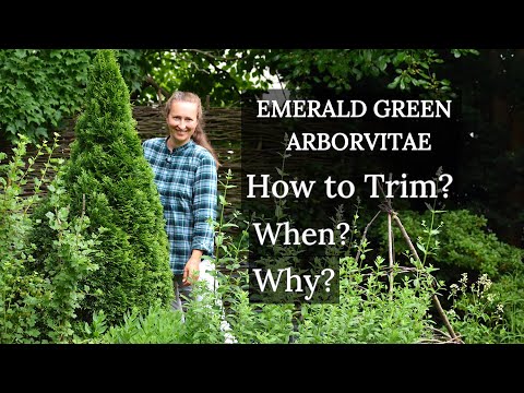 How to Trim EMERALD GREEN Arborvitaes: Why, When, How?