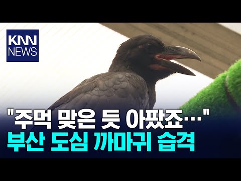 까마귀의 습격…사람과의 동행 가능할까? / KNN