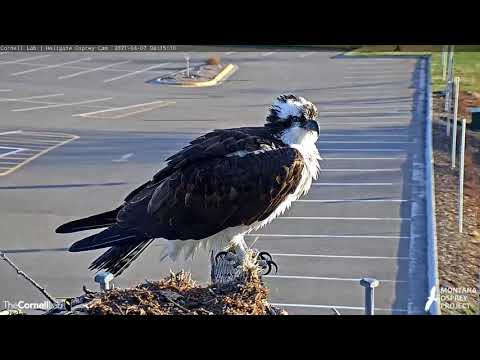 Iris Returns To Missoula, Montana | Hellgate Osprey Cam – April 7, 2021