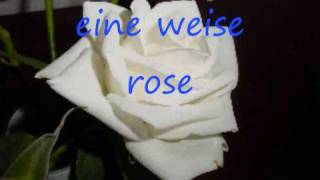 kastelruther spatzen eine weise rose