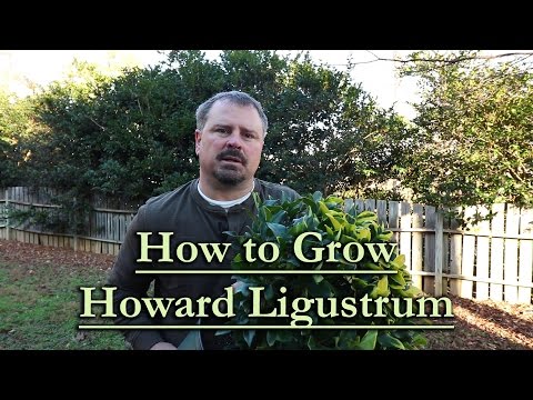 download lagu mp3 mp4 Ligustrum Japonicum Howardii, download lagu Ligustrum Japonicum Howardii gratis, unduh video klip Ligustrum Japonicum Howardii