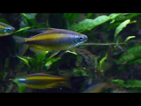 Phenacogrammus aurantiacus