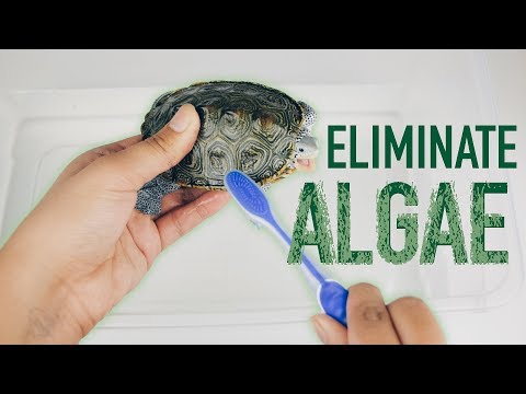 Turtle Tank Algae Removal - How to clean algae on...