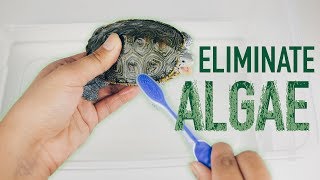 Turtle Tank Algae Removal - How to clean algae on turtle shell