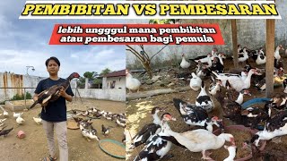 Download lagu kunci sukses budidaya entok harus paham sistem mana yang paling baik !!! mp3