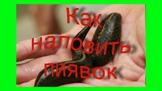 Как поймать пиявок в пруду