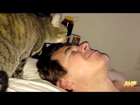 Best Funny Cats Waking Up Owners 2020