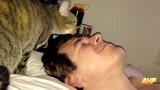 Best Funny Cats Waking Up Owners Compilation || AHF