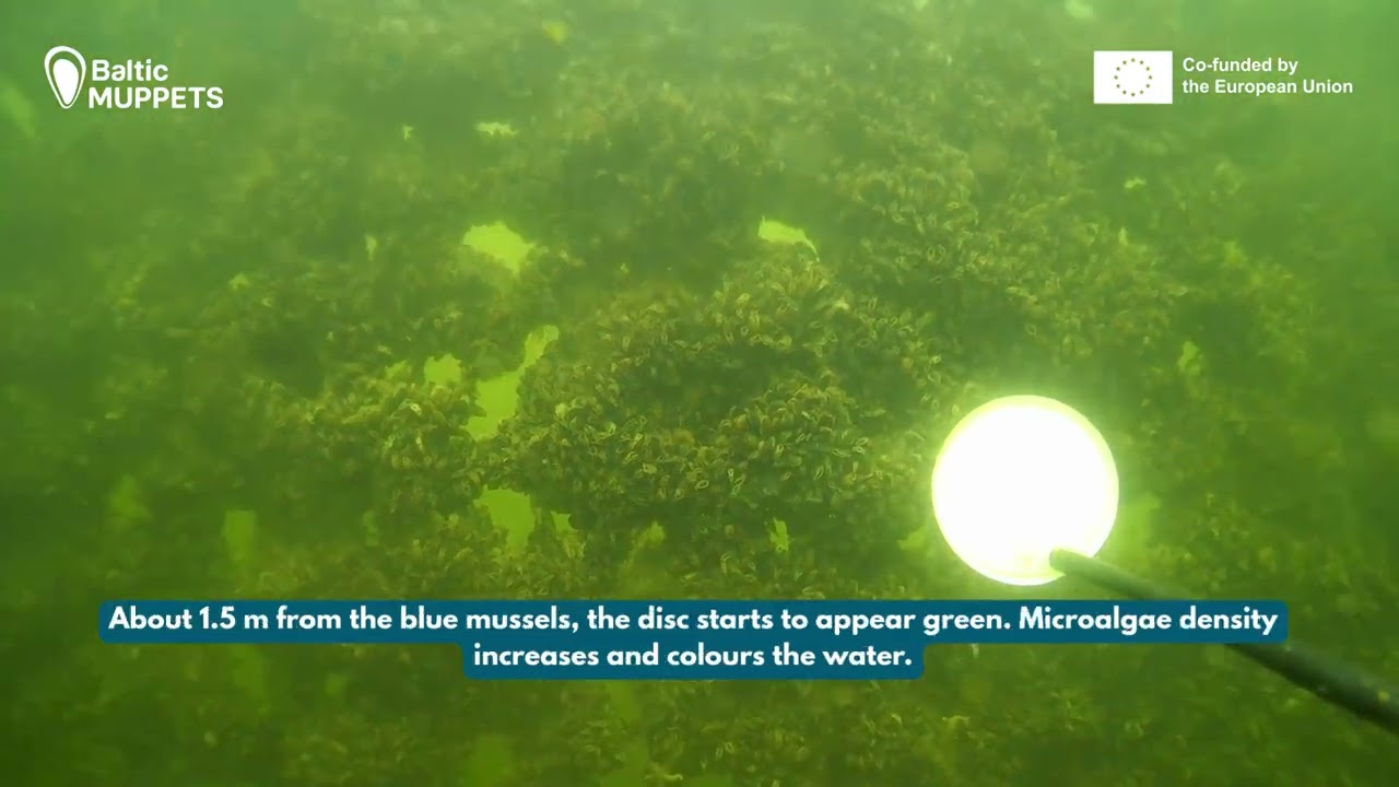 Blue mussel filtration in the Baltic Sea
