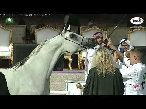 N 137 ABHA YALTA   King Abdulaziz Arabian Horse Center Show 2021   Mares 7 9 Years Old Class 5