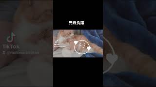 2022年7月24日#猫　#保護猫　#元野良猫　#shorts #みかん　#tiktok