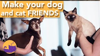 Why Your Cat HATES Your dog - How to Make Them Into Friends!