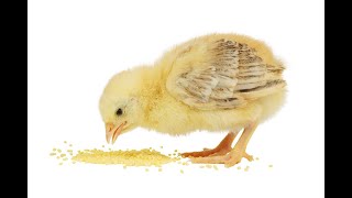 איך מקבלים ואיך נותנים▪️ הרב נחמנסון ▪️ (שיעור בספר קוהלת פרק ג פסוק יא) (הערוץ של הרב יהודה לייב נחמנסון) - התמונה מוצגת ישירות מתוך אתר האינטרנט יוטיוב. זכויות היוצרים בתמונה שייכות ליוצרה. קישור קרדיט למקור התוכן נמצא בתוך דף הסרטון