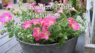 Pink Petunias in Galvanized Tub Container Garden