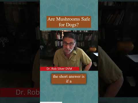 Are Mushrooms Safe For Dogs?