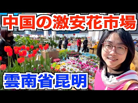 [Província de Yunnan, China] Negociação de preços no maior mercado de flores baratas da Ásia [Kunming]