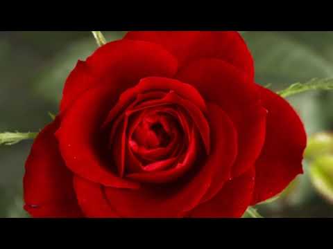 Bachra sadke wanjai by Samina kanwal