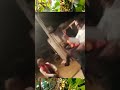 Albeli Tange Wali Meri Jaan Kasam Le Mota By Sp Rajput
