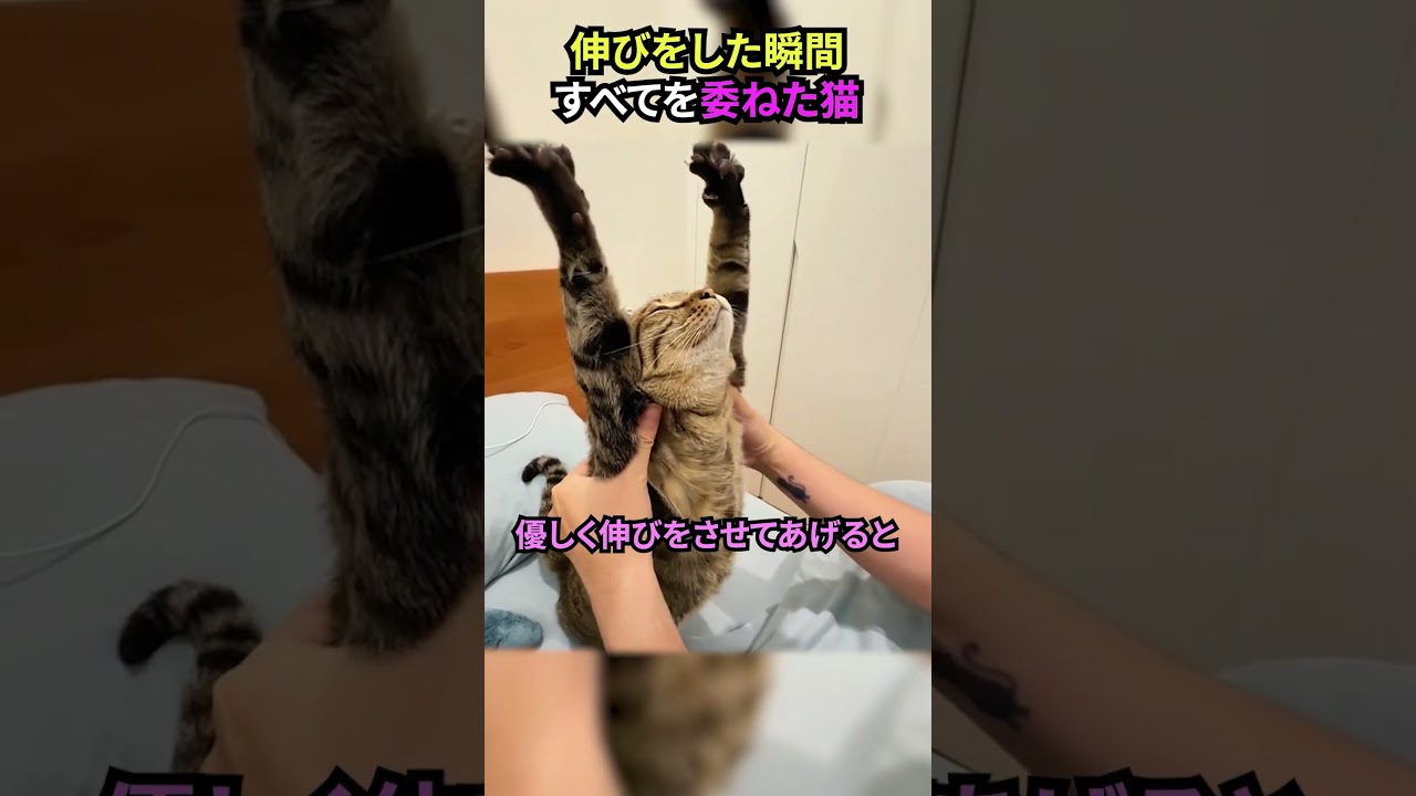 伸びをした瞬間すべてを委ねた猫#猫 #猫動画