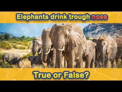 Easy Quick IQ Test! True Or False Trivia No. 34