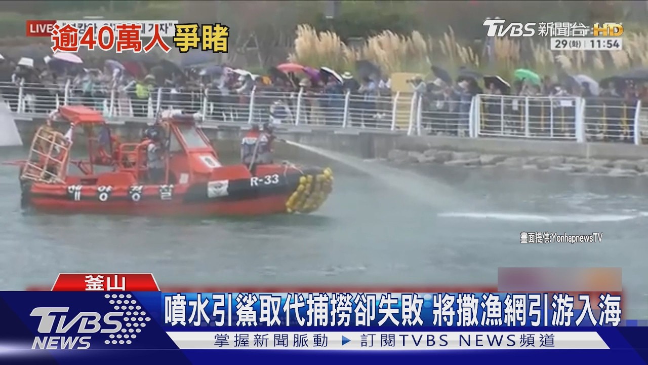 影音／釜山迷途鯊魚爆紅有迷因幣「釜山鯊」　噴水引導回海暫中斷