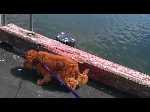 Russell Tribute 2004-2016