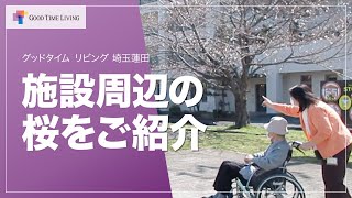 さまざまな種類の桜に囲まれた老人ホーム周辺の開花をご紹介します！