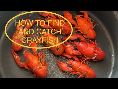 How to find and catch crayfish (Crawdads)