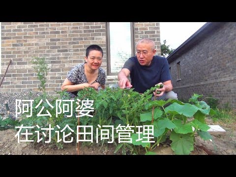 第一次种这样的小黄瓜 ，做小菜 加面包 吞拿 番薯饮【Garden Time 田园生活分享】