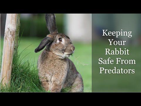 YouTube video about: How to protect rabbits from predators?