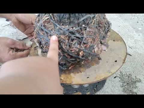 mM628.. gl cây cẩm thị 100k lh0707713796. khuongbnsai