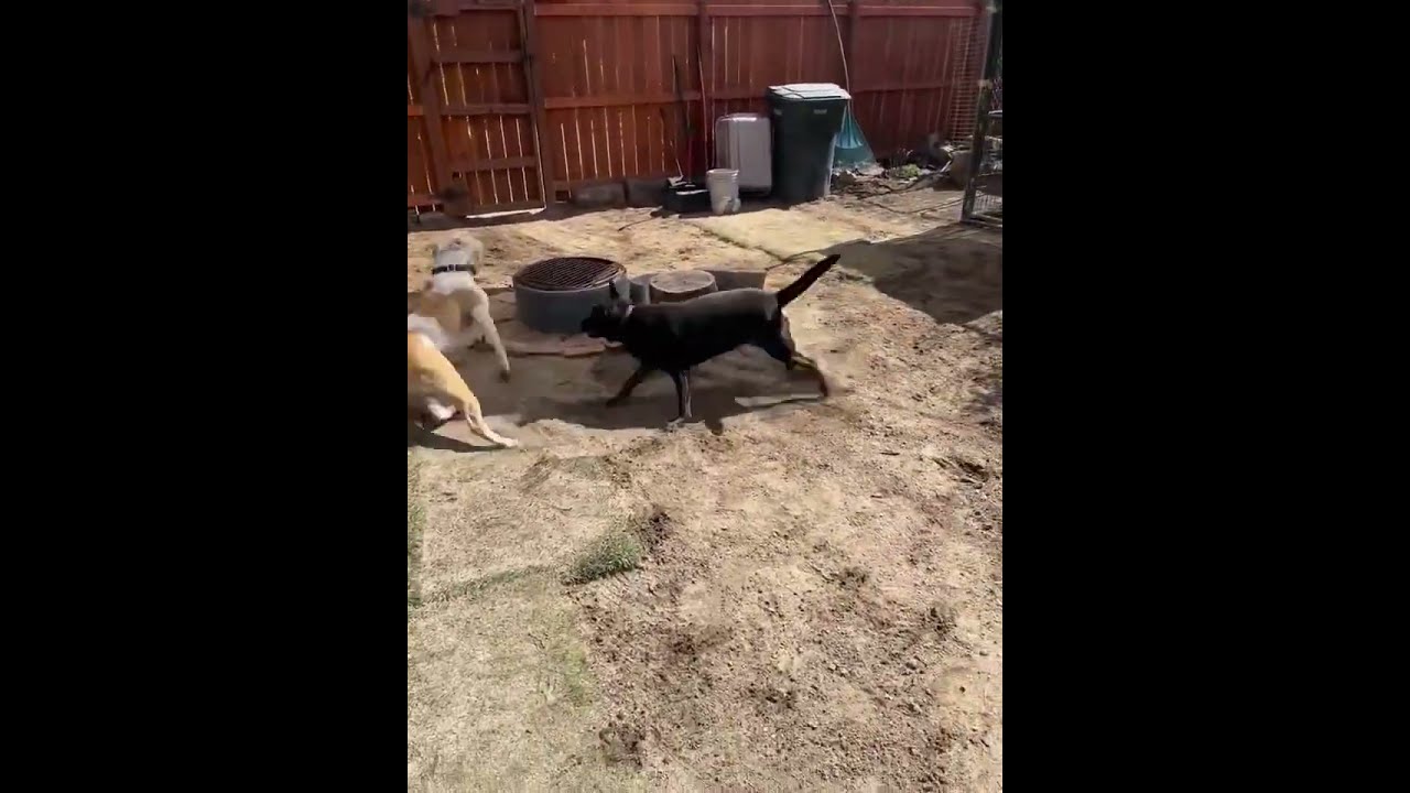 Enlarge MOLLY , a Adoptable mixed breed in Sherman Oaks, CA video 6/6
