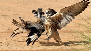 Raw Houbara hunting with falcon..