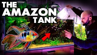 Adding RAMS To The AMAZON Aquarium | MD Fish Tanks