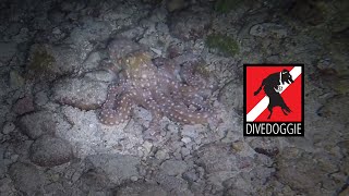Octopus Tango on the Rocks