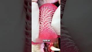 3 razões pelas quais os gatos não conseguem sentir o sabor doce