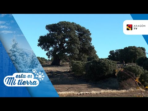 La carrasca de Peracense, un árbol singular