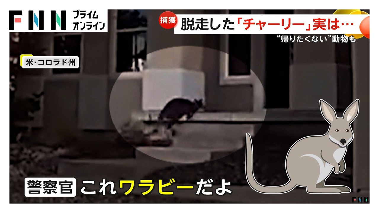 脱走した「チャーリー」は飼いワラビー SNSで話題の“有名人 ”…高速に脱走した牛 飼い主のカウボーイが投げ縄で捕獲 アメリカ（2026年03月27日）
