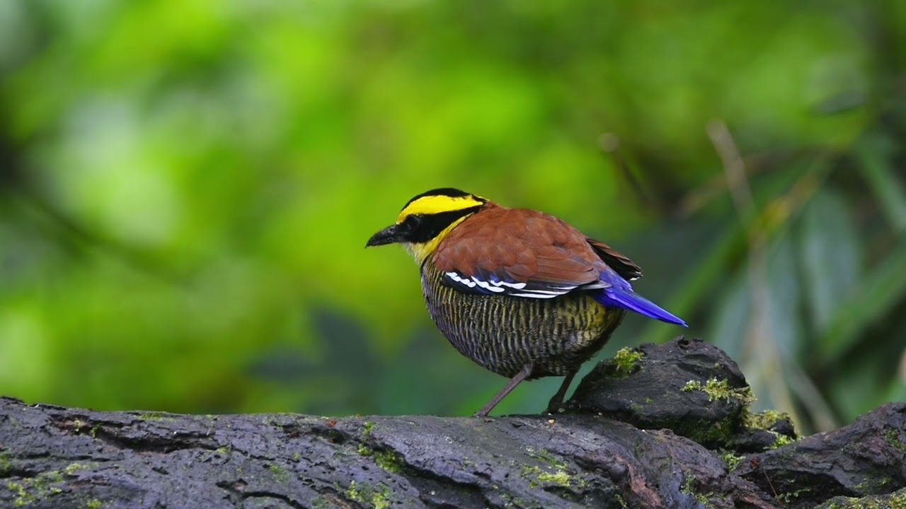 Burung dari Rusia Mampir ke Pantai Cengkrong, Bukti Alam Trenggalek Masih Aman