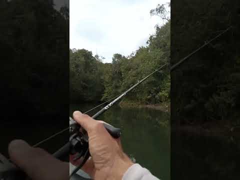 Pescaria na represa de Mauá Ortigueira PR deu boa saiu umas brutas! #pesca #pescaria 