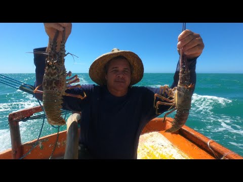 PESCA DA LAGOSTA A PROCURA DA LAGOSTA NO ALTO MAR, LAGOSTA GIGANTE