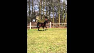 Video von Cristalmé