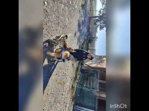 Video di MOIRA