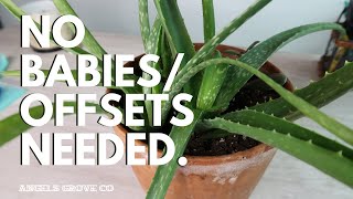 No Babies Needed! Propagating Aloe Vera FAST // Angels Grove Co